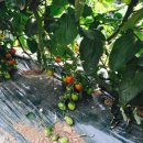 고남농장 이미지