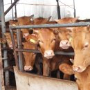 소 외양간 이미지