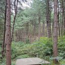 경기도 캠핑 호명산잣나무숲속캠핑장 백패킹 성지 오랜만에 우중캠핑 매점물품 후기