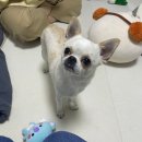 성신동물병원 | 동선동 성신여대역 근처 '성신동물병원' 후기 🐶😻🤍