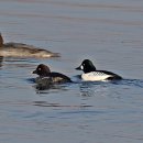 화원유원지 이미지