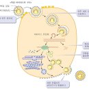 <타미플루 > 이미지