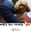 쓰담쓰담해줄개 이미지