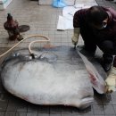 시장복어 이미지
