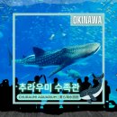 이채라이팅 | 오키나와 해양 엑스포 공원 | 오키나와 오션 엑스포 파크 | 오키나와 가볼만한곳 | 리뷰 | 방문기 | 후기