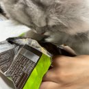 비에이치씨분당무지개점 | 고양이 사진 있음 (우리집 고양이는 아님)