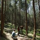 편백산림욕장 진입로 이미지