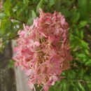 윙키핑키 이미지