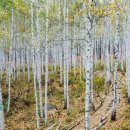 자작나무쉼터 이미지