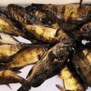 볼락 밤낚시 체험 이미지