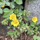 양지꽃펜션 이미지