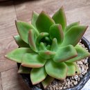 다미농장 이미지