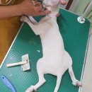 신일환동물병원