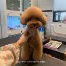 바닐라 애견샵 이미지