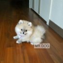 미스터도그 이미지