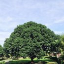 텃골농장가든 | [세부보홀가족여행]Day2_블루워터팡라오,비어가르텐,원더라군마사지,반딧불투어