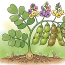 허브인허브 | 호로파 캡슐 효능 먹는 방법 가격 후기 정리