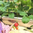 엄지농장 | 가볼만한곳 양주 딸기농장체험 하나농원 입장료무료...까지 가성비 딸기체험 나만알고싶은 내돈내산 후기