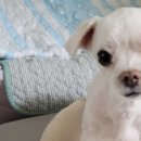 푸른동물병원 이미지