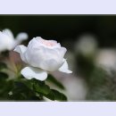 곡성-195 이미지