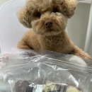 볼프레츠밀(voorpret meal) 이미지