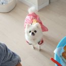 방학이 끝날 때쯤 일어난 일들: 설날, 달짚태우기, 꽃다발 선물, 소풍, 양산 여행, 이문세 콘서트 예매...