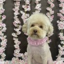 다원하개 이미지