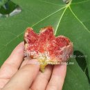 혜민농장 이미지