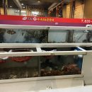 태중산아나고곰장어 이미지