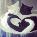 알콩달콩 이미지