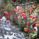 해숙농장 이미지