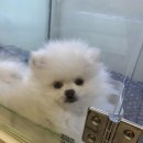 부산강아지분양 마이뭉 24시 이미지