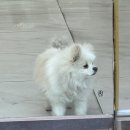 엄사종합상사