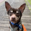 [밤빵/미니핀믹스/남아]꼬숩고 달콤한 눈맞춤의 밤빵이🤎 이미지