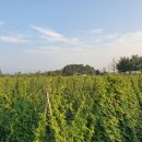 예당농장 이미지