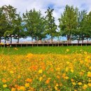 은행나무길 대여소 이미지