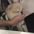 포레드뱅 네이버블로그