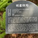 불러불러 찐 이미지