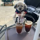 진주우체국 | 진주애견카페 추천하는 힐브리즈 재방문후기