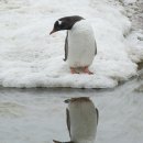 펭귄 이미지