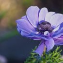 청암순대 이미지