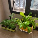 5월애쌈밥 | [수원 시골우렁이쌈밥] 회, 술 무제한 제공! 회식하기 좋은 곳 | 2025년 5월 30일 일기