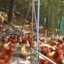 연일농장 이미지