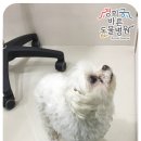 경희궁바른동물병원 이미지