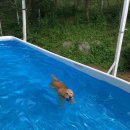 반려견 셀프미용 이미지