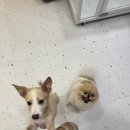 놀러오개 애견유치원 애견호텔 강남점 이미지