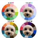 갈매독 애견유치원 이미지