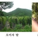 동막동(5) 이미지