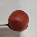 [인터넷쇼핑] 차원이 다른 맛! '그린잇몰' 대저 짭짤이 토마토🍅-내돈내산 쇼핑 성공후기