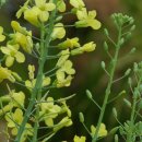 올래올래 이미지